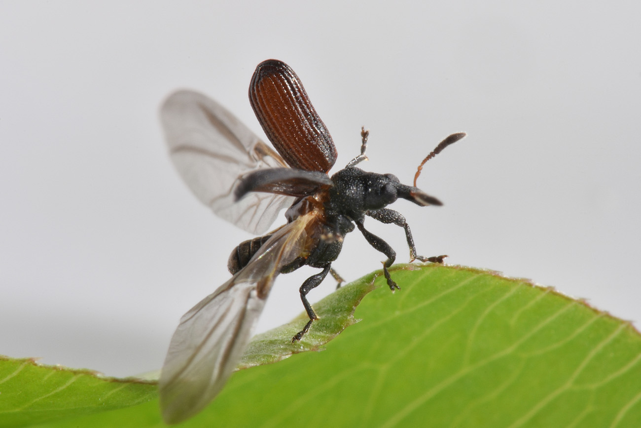 Curculionidae: Magdalis sp?  Magdalis (Panus) barbicornis !